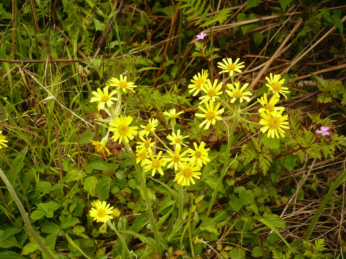 Tephroseris helenitis subsp. macrochaeta (Asteraceae)